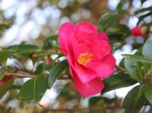 油山市民の森タチカンツバキ2014年12月撮影