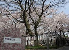 桧原桜公園2017年3月撮影