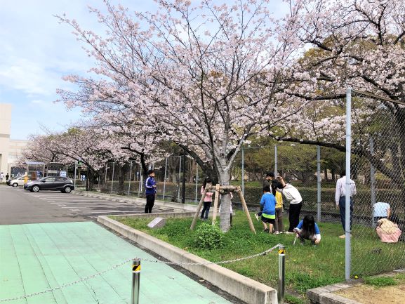 ファンタジー桧原さくら物語上演記念寄贈桜