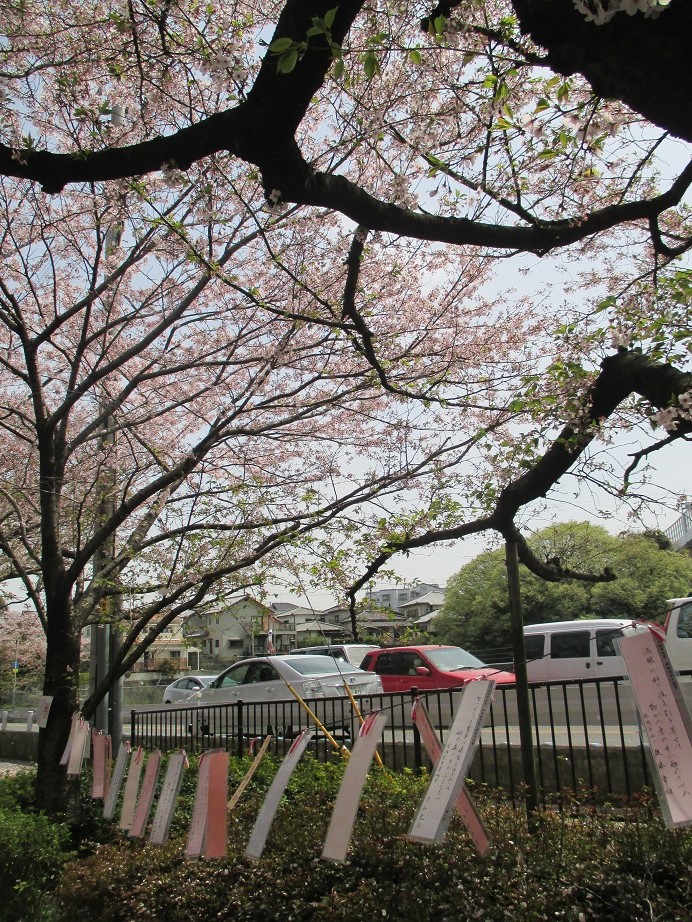 第６回桧原桜賞入賞作品の写真