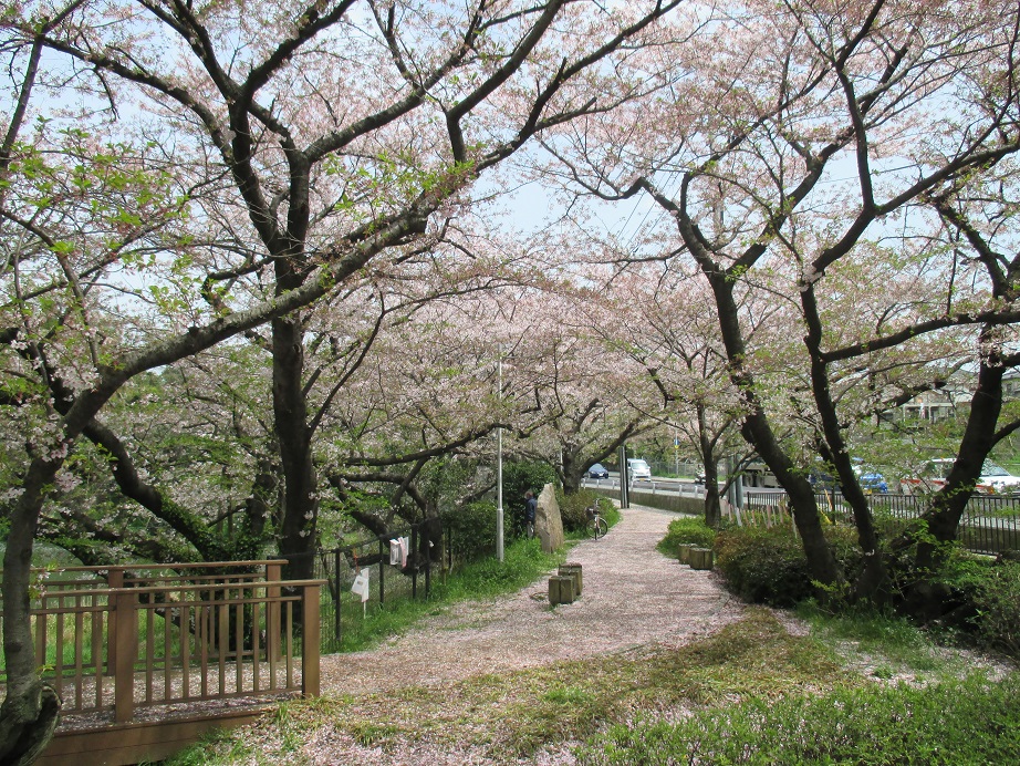 桧原桜公園の写真