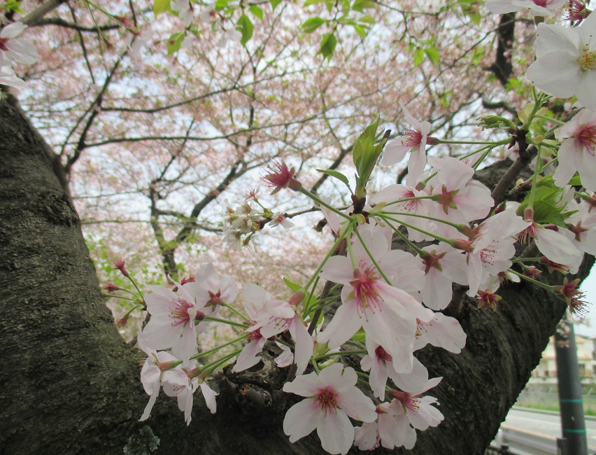 桧原桜の写真