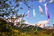 花畑園芸公園のこいのぼり2010年4月撮影