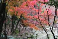 花畑園芸公園のモミジ2011年12月撮影