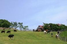 晴れた日の油山牧場2009年5月撮影