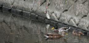 老司川のカモの親子2012年10月撮影