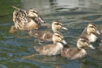 福岡女学院大学のカルガモ2013年5月撮影