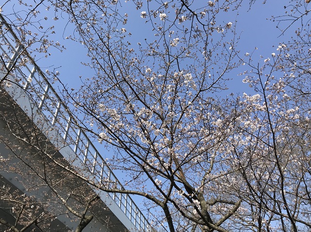 桧原桜二分咲き