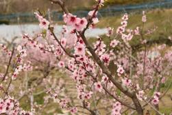 花畑園芸公園アーモンドの花2017年4月撮影