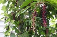 ぶどう畑のさまざまなぶどう　2021年9月撮影