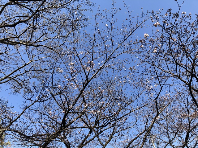 桧原桜開花