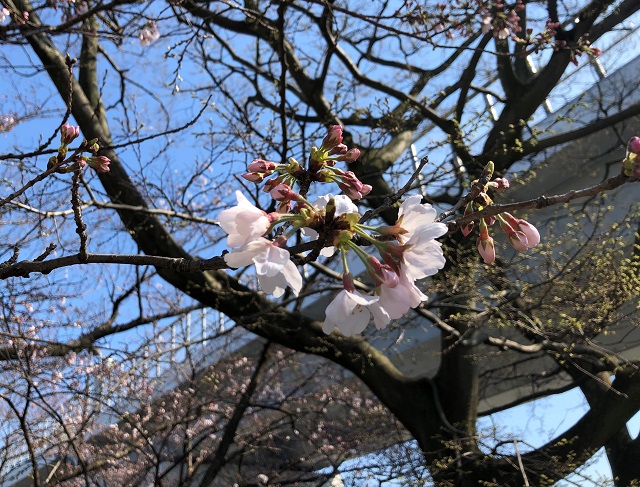桧原桜開花