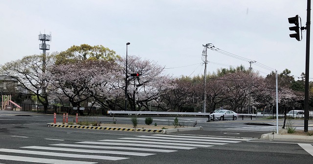 満開までもう少し