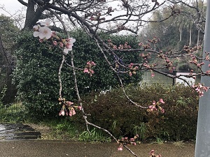 二分咲きの桜１枚目