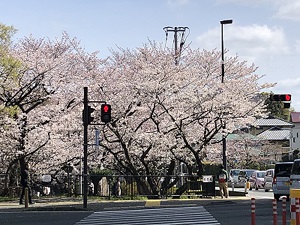 都市高速道路沿いの桧原桜