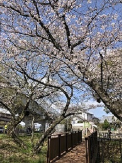 公園の橋と桧原桜
