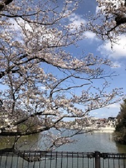 蓮根池と桧原桜