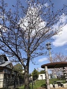 満開はもう少し先１枚目