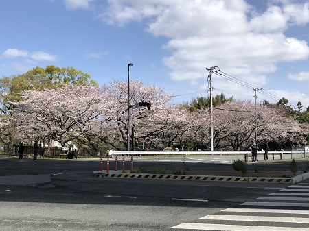 都市高速道路下から見た桧原桜