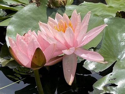 若久小学校ビオトープのハスの花2021年8月撮影