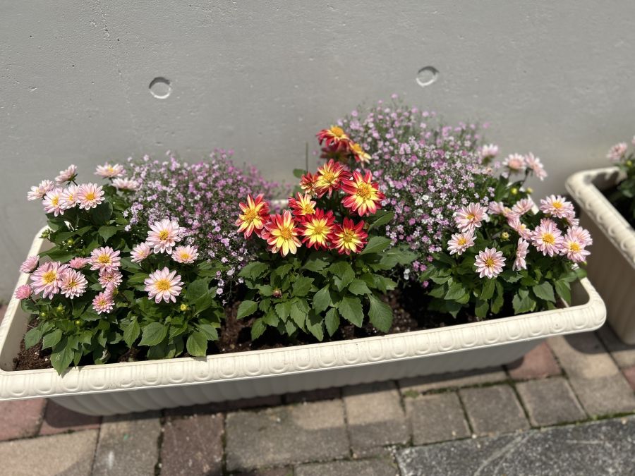 のためこども園 花壇写真1