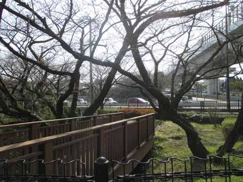 桧原桜公園の写真