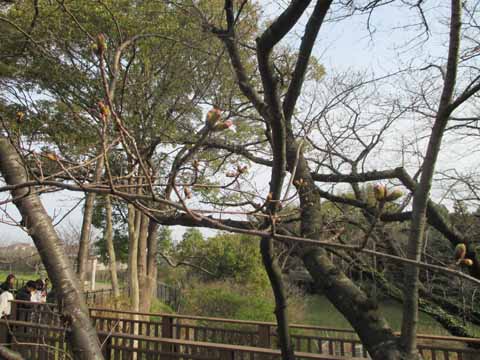 開花目前の桧原桜の写真