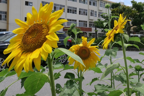 老司小学校で撮影されたひまわり