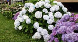 長住中央公園のあじさいとため作2011年6月撮影