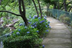 花畑園芸公園のあじさい2007年6月撮影