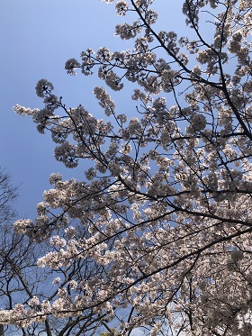 青空に映える桜