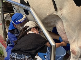 牛の乳しぼりをしている写真