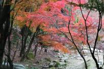 花畑園芸公園のモミジ2011年12月撮影