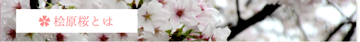 桧原桜とは