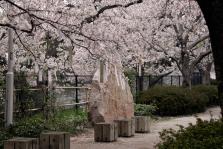 桧原桜2006年4月撮影