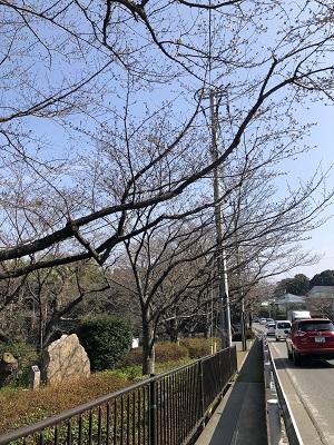 公園東側の桜