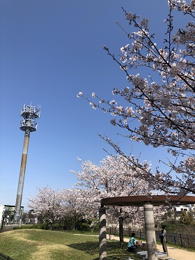 広場の桜
