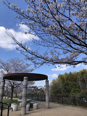 広場の桜