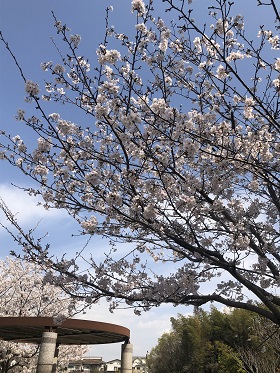 広場の桜