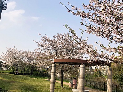 広場の桜