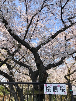 満開です１枚目