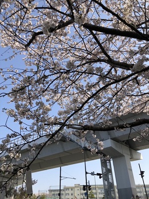 青空に映えます１枚目