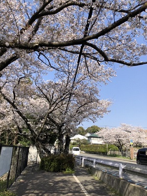 伐採を逃れた桧原桜