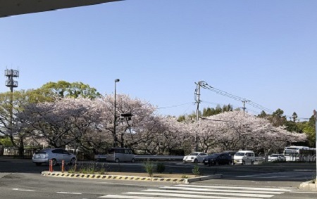 桧原桜公園　満開です　１枚目