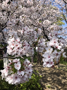 歌碑前アップ桜