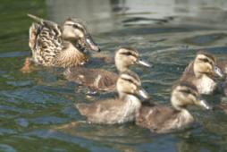 福岡女学院大学のカルガモ2013年5月撮影
