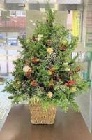 クリスマスのような花　令和3年12月撮影