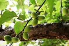 埴安（はにやす）神社の子宝梅200905