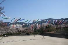 花畑園芸公園のこいのぼり2008年4月撮影