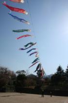 花畑園芸公園のこいのぼり2008年4月撮影